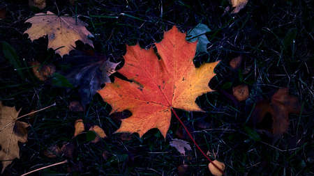 Autumn hues in the park. Leaves in shades of yellow, red and brown.の写真素材