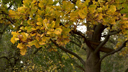 Autumn hues in the park. Leaves in shades of yellow, red and brown.