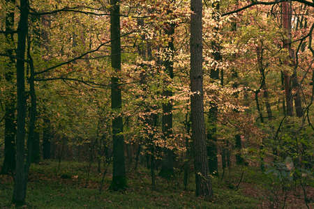 Autumn forest saturated with warm colors. Autumn forest landscapes.の写真素材