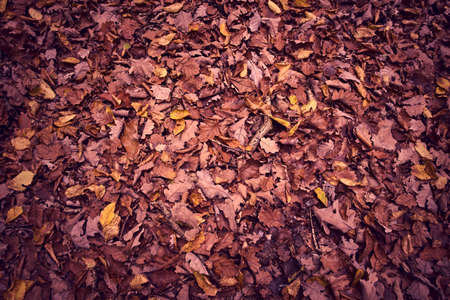 Autumn forest saturated with warm colors. Autumn forest landscapes.の写真素材