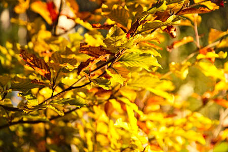 Autumn hues in the park. Leaves in shades of yellow, red and brown.