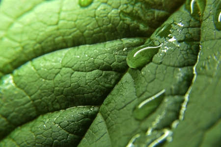 A drop of water on a textured green leaf. Macro photography.