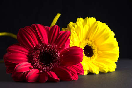 Red and yellow gerbera flower in close-up over a black background.の写真素材
