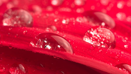 Water drops on red petals of a gerbera flower in a macro.の写真素材
