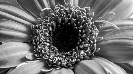 Close-up of a gerbera flower in shades of gray and white with details.の写真素材