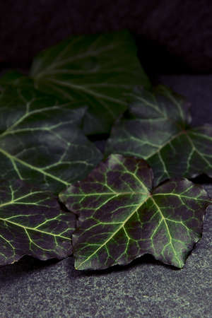 Green ivy leaves on a gray stone background.の写真素材