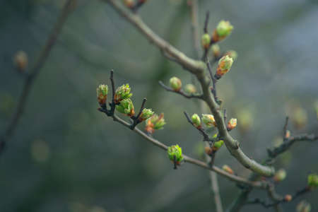 Green young leaf buds on twigs. Early spring in nature.の写真素材