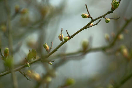 Green young leaf buds on twigs. Early spring in nature.の写真素材