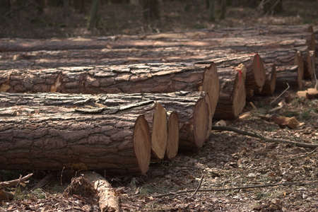 Cutting down trees in the forest. Logs of wood by the forest road.の写真素材