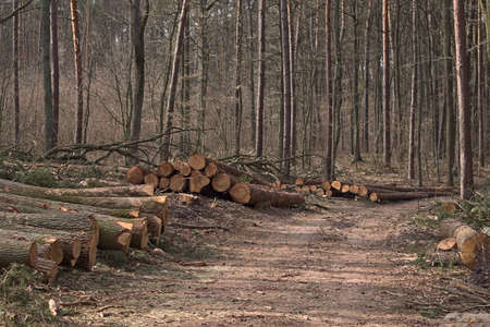 Cutting down trees in the forest. Logs of wood by the forest road.の写真素材