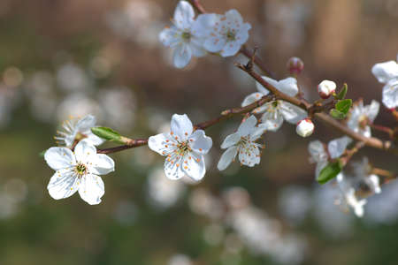 White flowers of a fruit tree in the daylight on a blurry colored background.の写真素材
