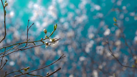 Spring twig with flower buds against a bright blue sky background.の写真素材
