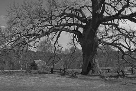 Natural Monument. An old majestic Oak with a spreading crown. An ancient tree in a forest clearing.