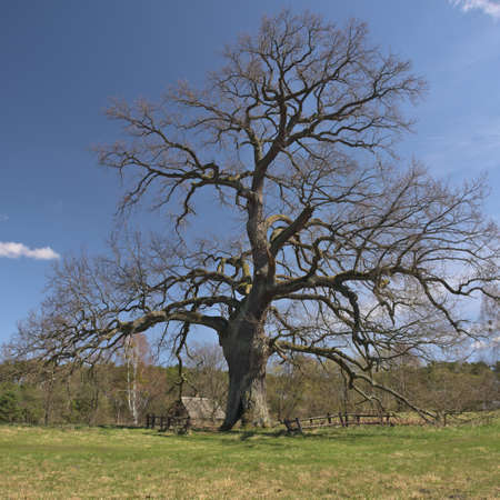 Natural Monument. An old majestic Oak with a spreading crown. An ancient tree in a forest clearing.