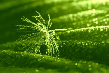 Dandelion with water droplets against a green leaf background in macro.の写真素材