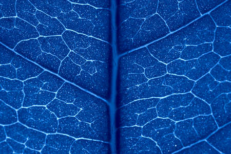 Blue natural background. Jasmine leaf in close-up macro with crisp texture.の写真素材