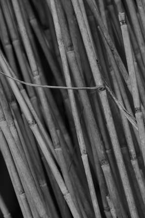 Natural black and white background with dried reed stalks.の写真素材