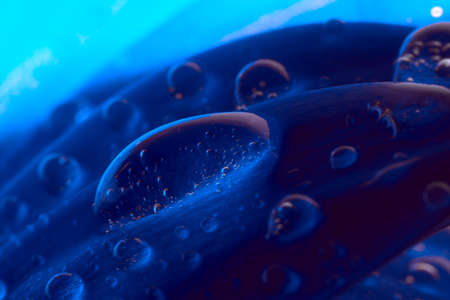 A water drop on a blue flower petal in macro close-up. Natural background with water droplets.の写真素材