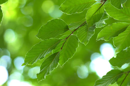 Natural forest background. A twig with green leaves lit by the rays of the sun on a green blurry background.の写真素材
