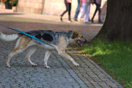 A dog for a walk in the park. A large, multi-colored dog on a leash on the pavement.の写真素材