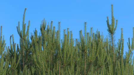 Young shoots of Scots pine against the background of blue sky.の写真素材