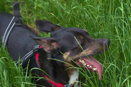 Brown-black dog on a background of green grass. Dog on the meadow.