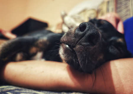 Sleepy dog on a human hand. Mouth of a sleeping dog with details and a side effect.の写真素材