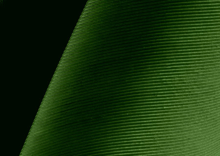 A bird's feather in macro closeup with a structure of details. Bird's feather elements isolated from background.の写真素材