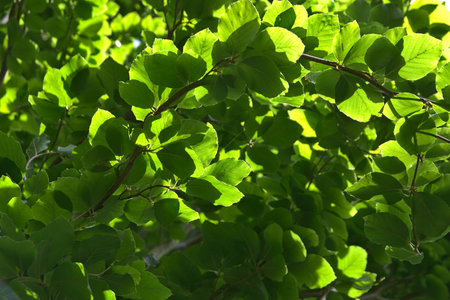 Hornbeam branches with green leaves lit by sunlight. Natural background.