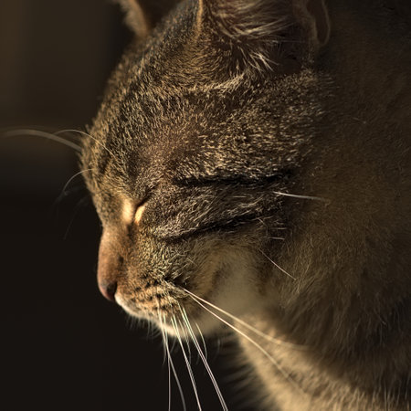 European breed cat with green eyes and gray-brown fur. Portrait of a pet.の写真素材