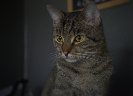 European breed cat with green eyes and gray-brown fur. Portrait of a pet.の写真素材