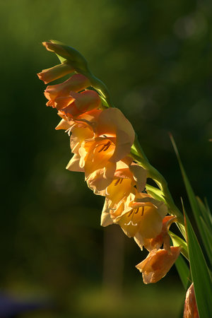 Orange gladiolus flowers against green leaves background. Growing plants in the garden.の写真素材