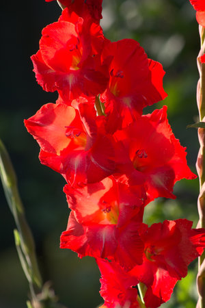 Red gladiolus flowers against green leaves background. Growing plants in the garden.の写真素材