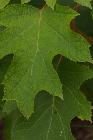 Green leaves of oak-leaved hydrangea. Hydrangea Quercifolia. Growing plants in the garden.