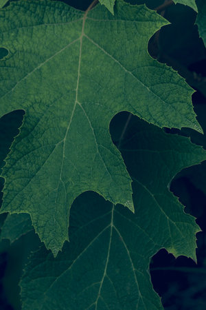Green leaves of oak-leaved hydrangea. Hydrangea Quercifolia. Growing plants in the garden.の写真素材
