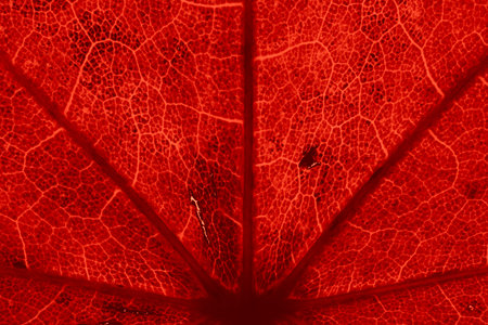 Red maple leaf with details. Autumn leaves in close-up. Natural background.の写真素材