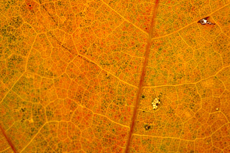 Orange maple leaf with details. Autumn leaves in close-up. Natural background.の写真素材