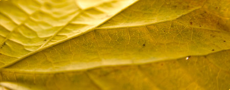 Yellow leaf with details. Autumn leaves in close-up. Natural background.の写真素材