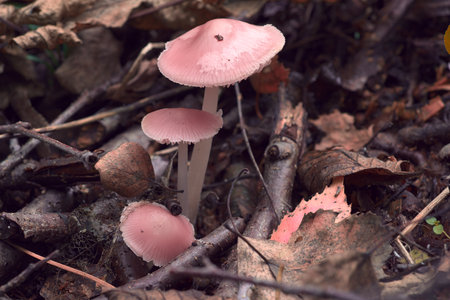 Pink mushrooms on a background of dry brown autumn leaves. Mushroom fruiting bodies.の写真素材