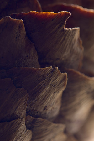 Coniferous tree cone surface with close-up macro details.の写真素材