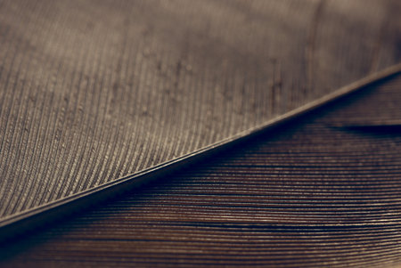 Brown bird feather with surface texture in macro close-up.の写真素材