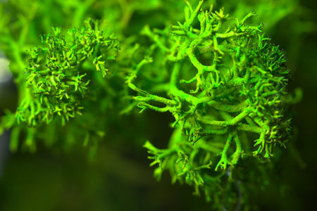 Green dry moss in macro close-up with details. The texture of plant moss.