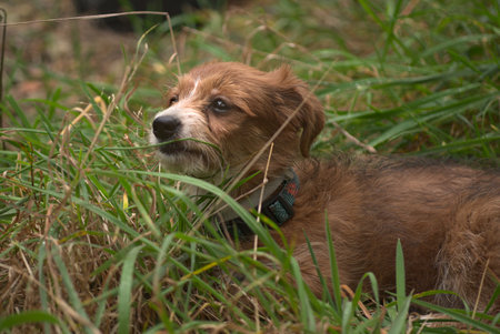Brown puppy with a white snout in a collar against a background of green grass on a meadow.