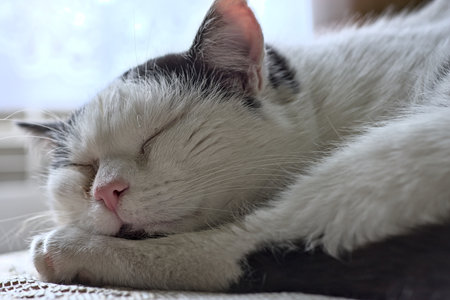 Sleeping black and white European shorthair cat against a window background.