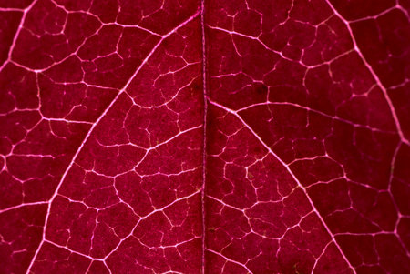 Red leaf with white veins and macro details on the background.の写真素材