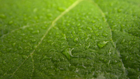 Surface of a green leaf with water droplets.の写真素材