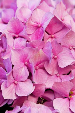 Abundance of pink flowersの写真素材