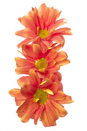 Closeup of three orange flowers on white backgroundの写真素材