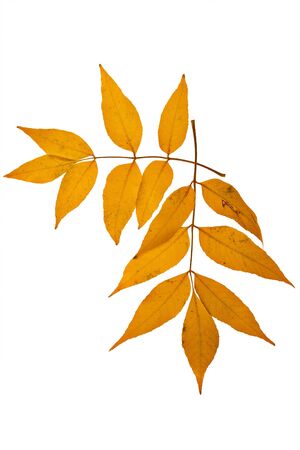 Yellow leaves of asp on a white backgroundの写真素材