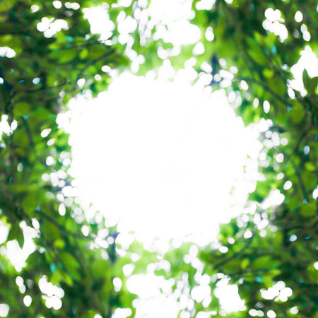 Sunny abstract green nature background, circle frame with the bokeh of light through the trees as a background imageの写真素材